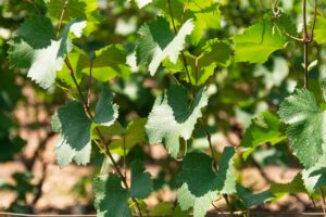 Agriculture française : céréales, vignes et élevages sous forte pression
