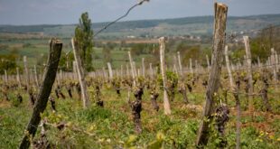 Vignoble du Beaujolais à l'automne avant l'arrivée du Beaujolais nouveau 2026