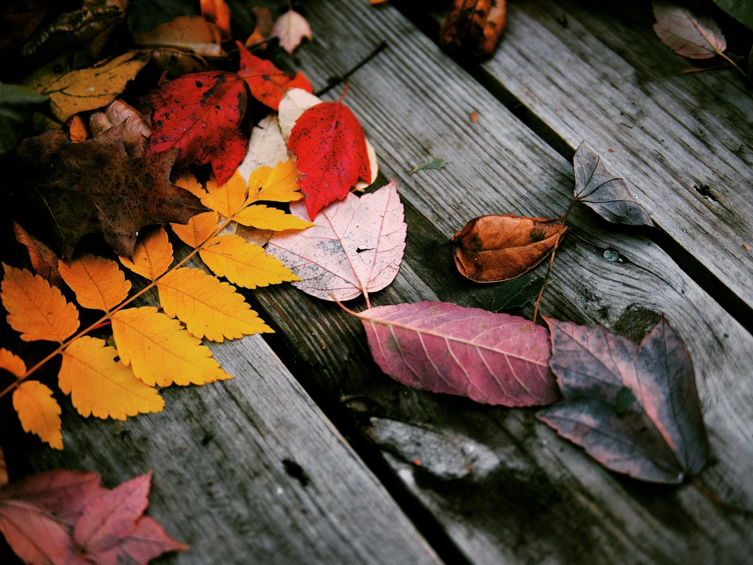 Feuilles d'automne jaunes et rouges