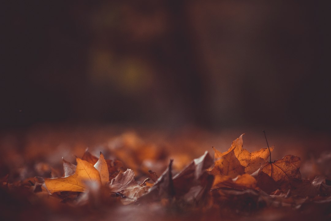 Feuilles mortes en novembre