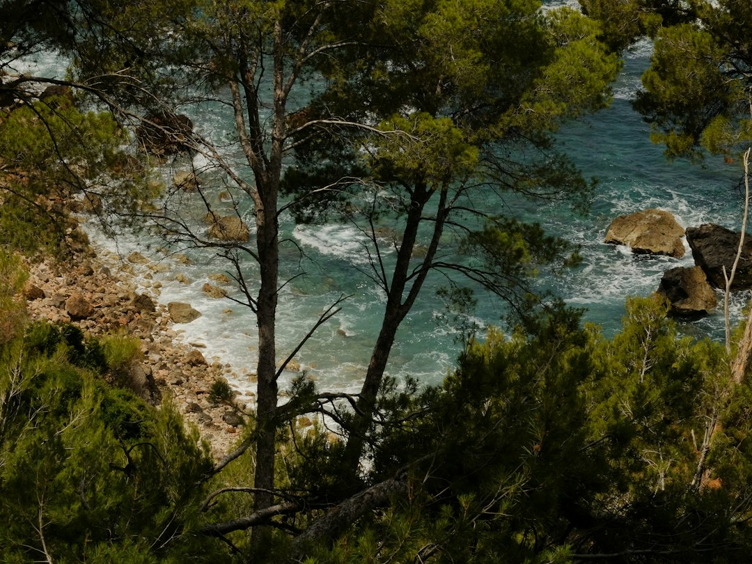 Pins encadrant une côte rocheuse et la mer