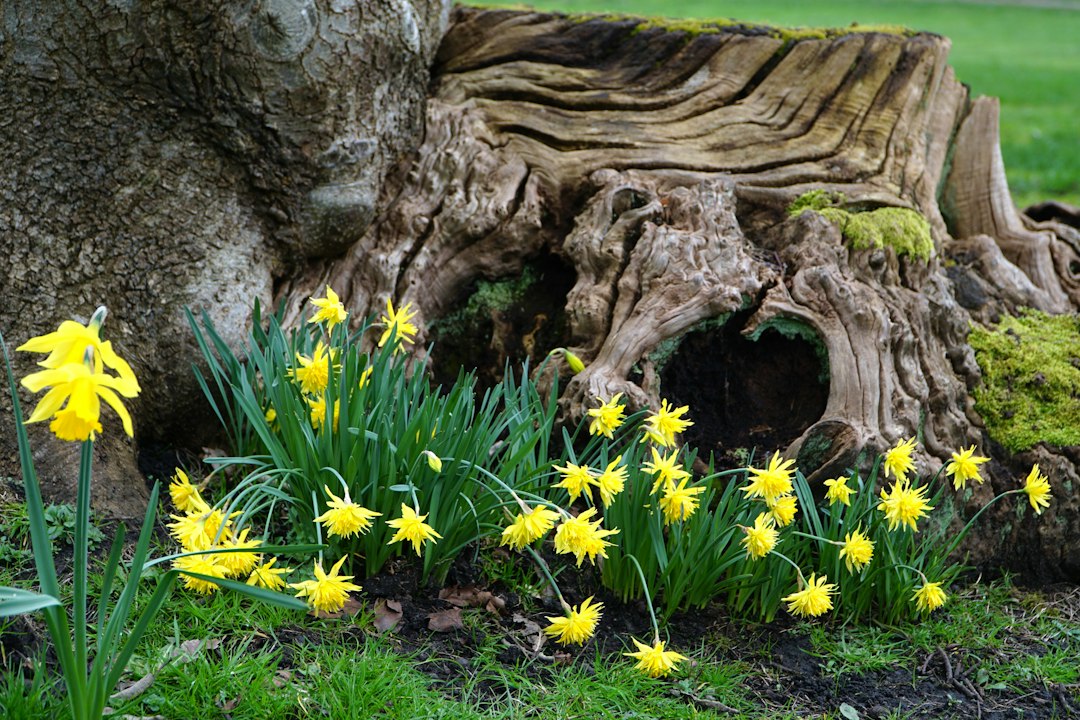 Souche d'arbre dans un jardin