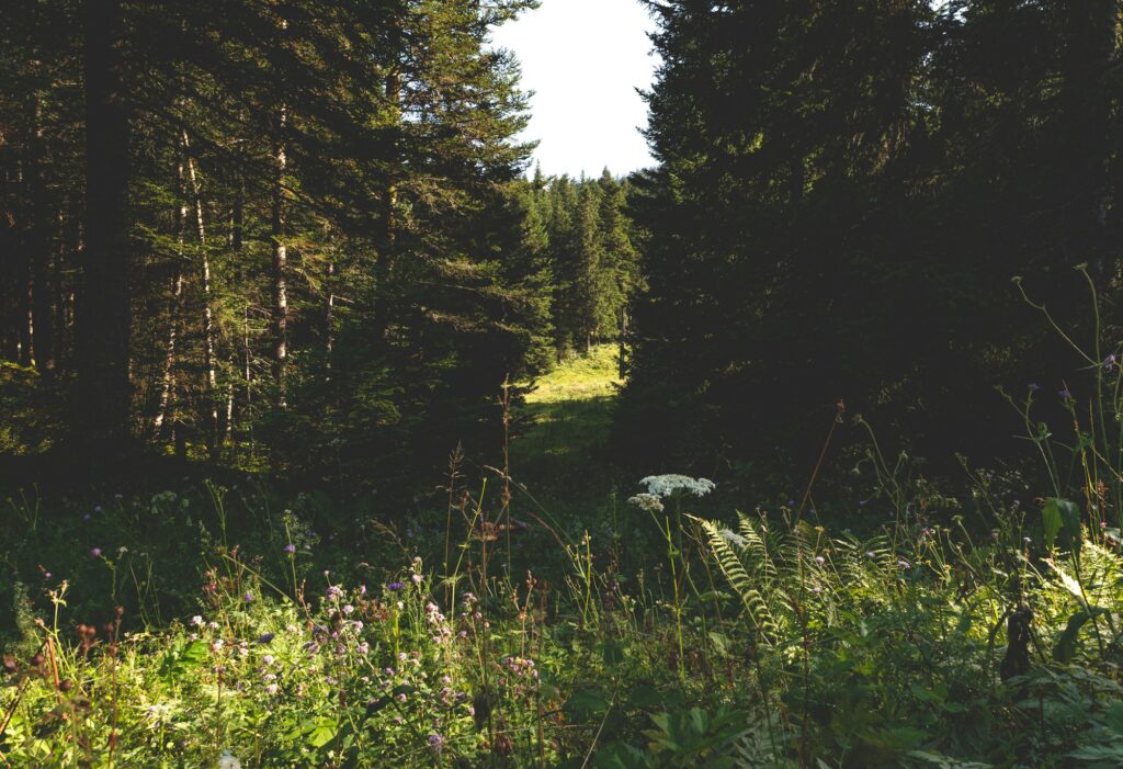 Paysage du massif du Jura, territoire de la station de Métabief
