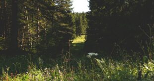 Paysage du massif du Jura, territoire de la station de Métabief