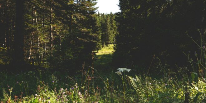 Paysage du massif du Jura, territoire de la station de Métabief