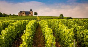 Église médiévale et rangs de vigne en Champagne, tourisme dans l'Aube