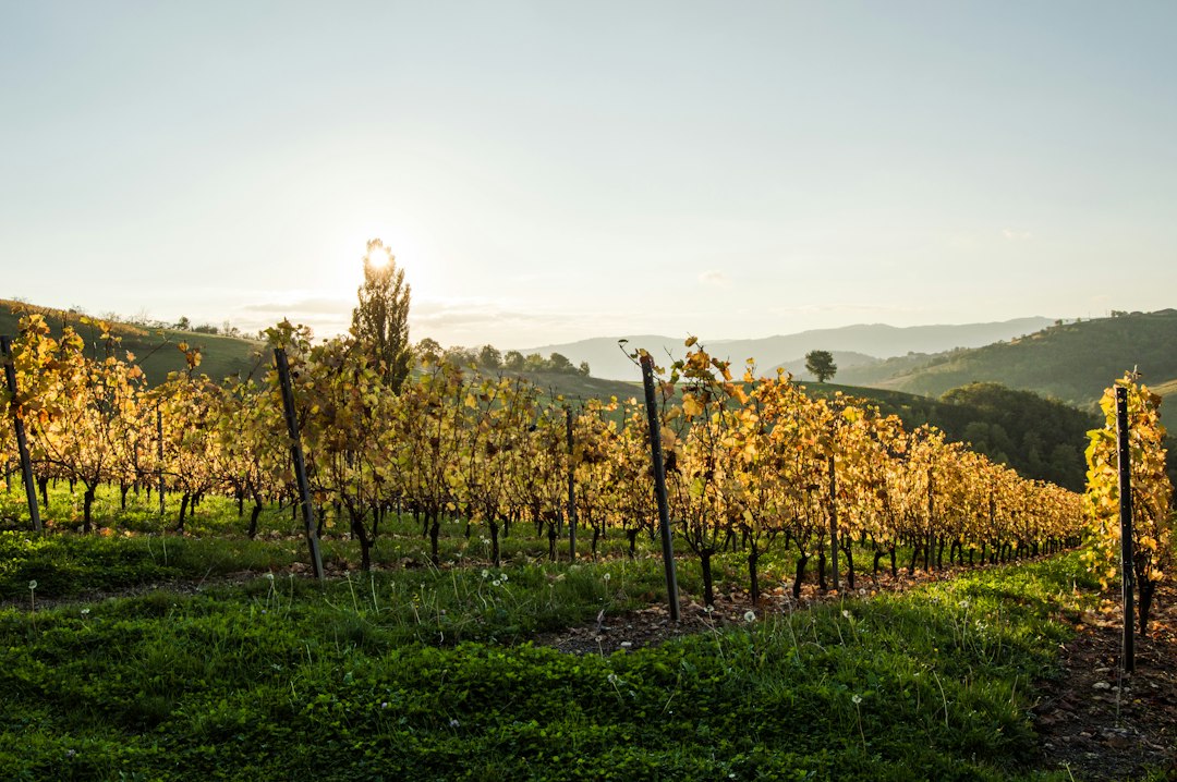 Vignes sur un coteau ensoleillé