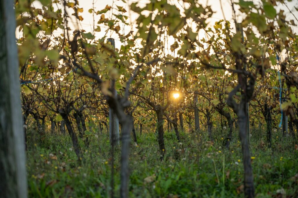 Vignoble au soleil couchant, ambiance de la vente des vins des Hospices de Beaune 2026