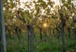 Hospices de Beaune 2026 : la 166e vente des vins aura lieu le 15 novembre