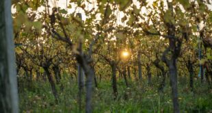 Vignoble au soleil couchant, ambiance de la vente des vins des Hospices de Beaune 2026