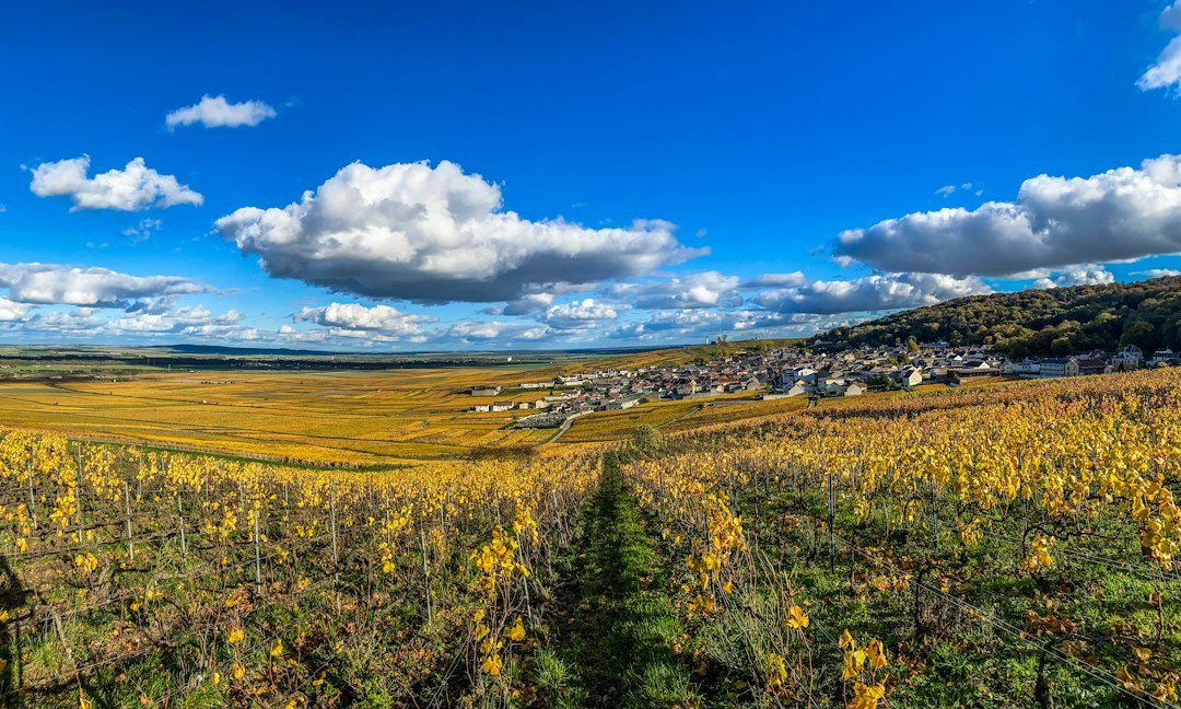 Vignes et village en Champagne