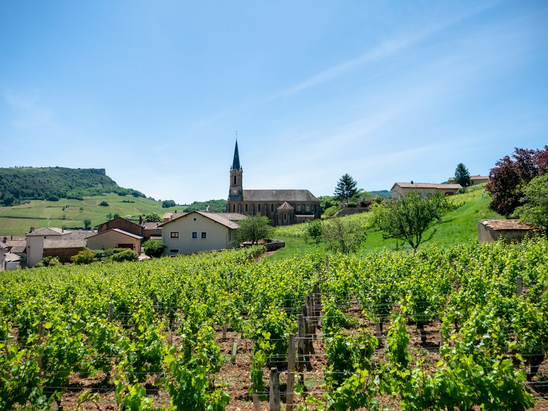 Village viticole et nature en France, tourisme dans l'Aube