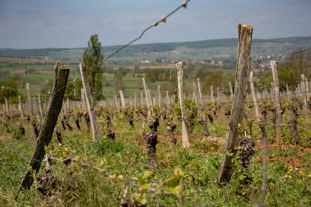 Beaujolais nouveau 2026 : vignoble du Beaujolais en automne