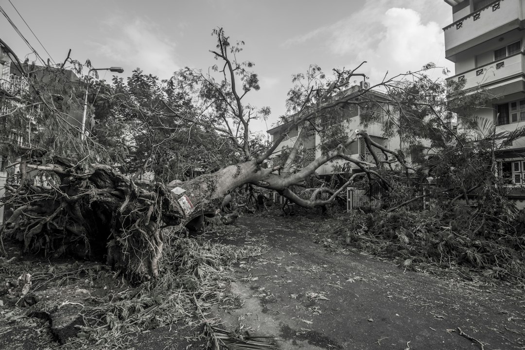 Arbre déraciné après un coup de vent, image d'illustration du bilan de la tempête Austen