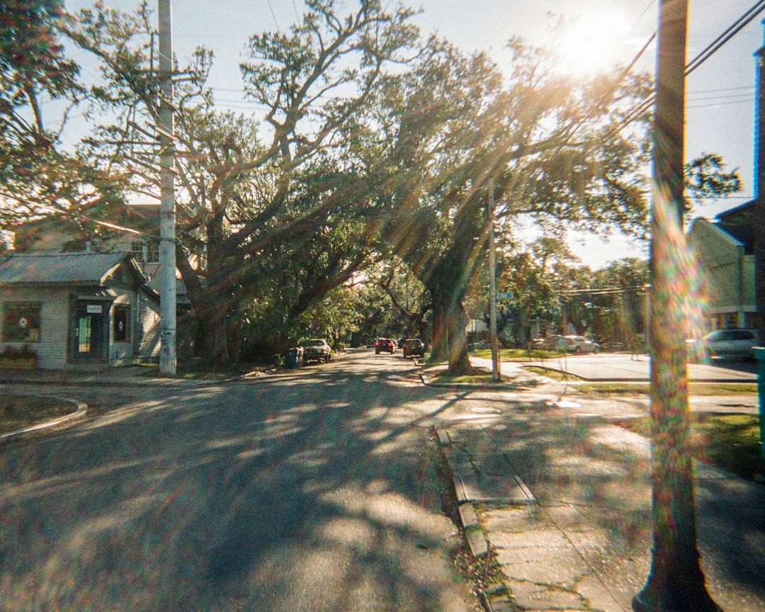 Rue bordée d'arbres (illustration)