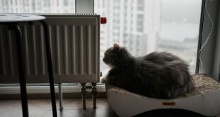Chauffage en panne : logement froid en hiver