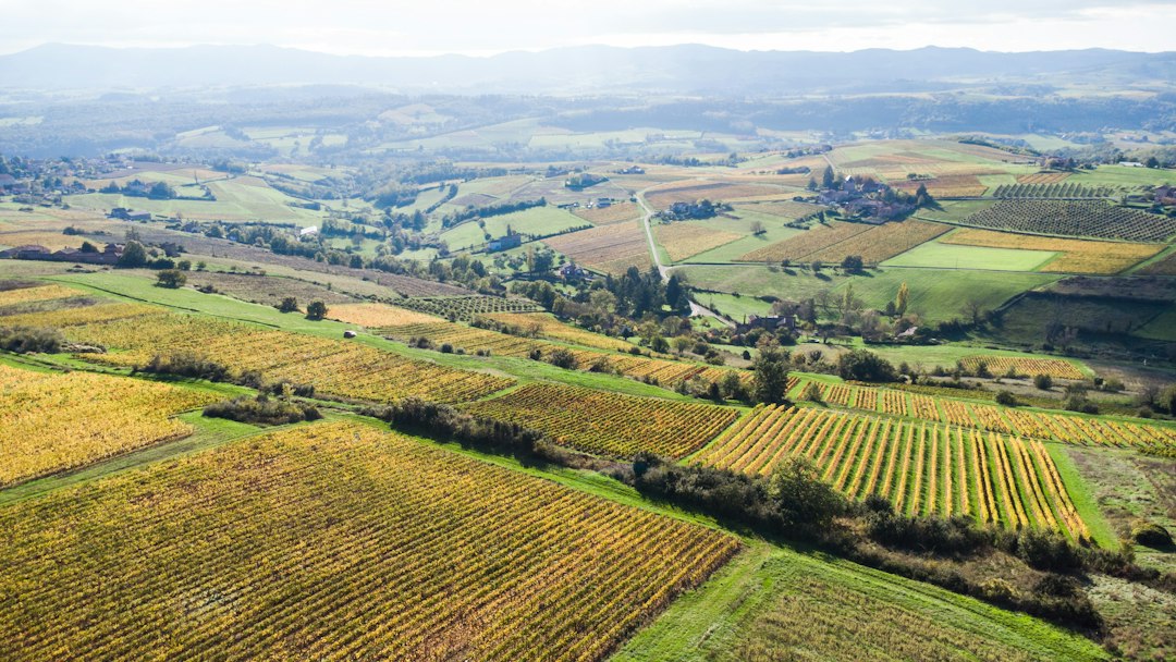 Vue aérienne de parcelles agricoles et de vignes
