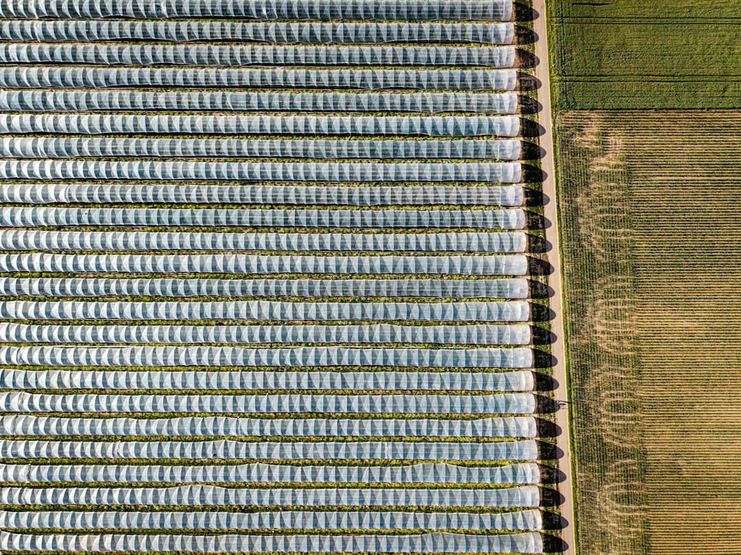 Cultures sous abri entre des parcelles agricoles