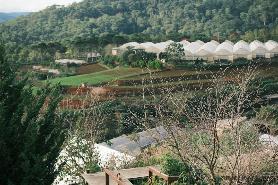 Serres agricoles installées sur des terrasses