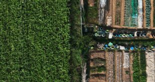 Régie agricole municipale : vue aérienne d'une petite exploitation maraîchère