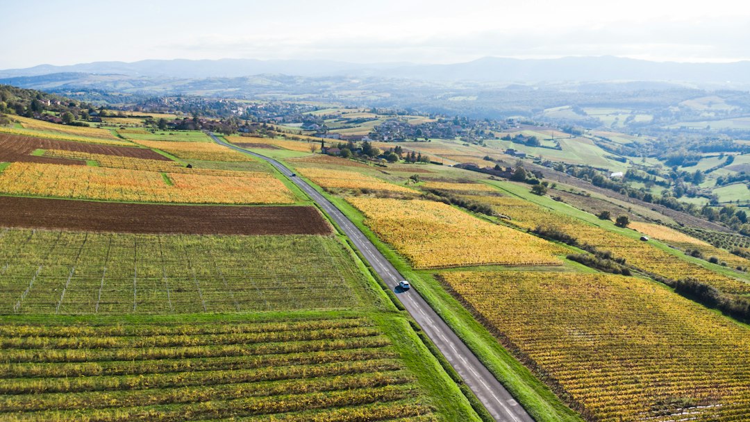 Route de campagne traversant des parcelles viticoles