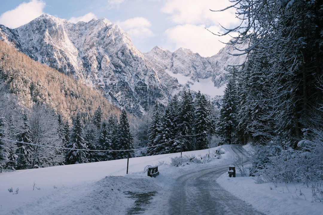 Route de montagne enneigée bordée de sapins, zone où les pneus hiver obligatoires s'appliquent