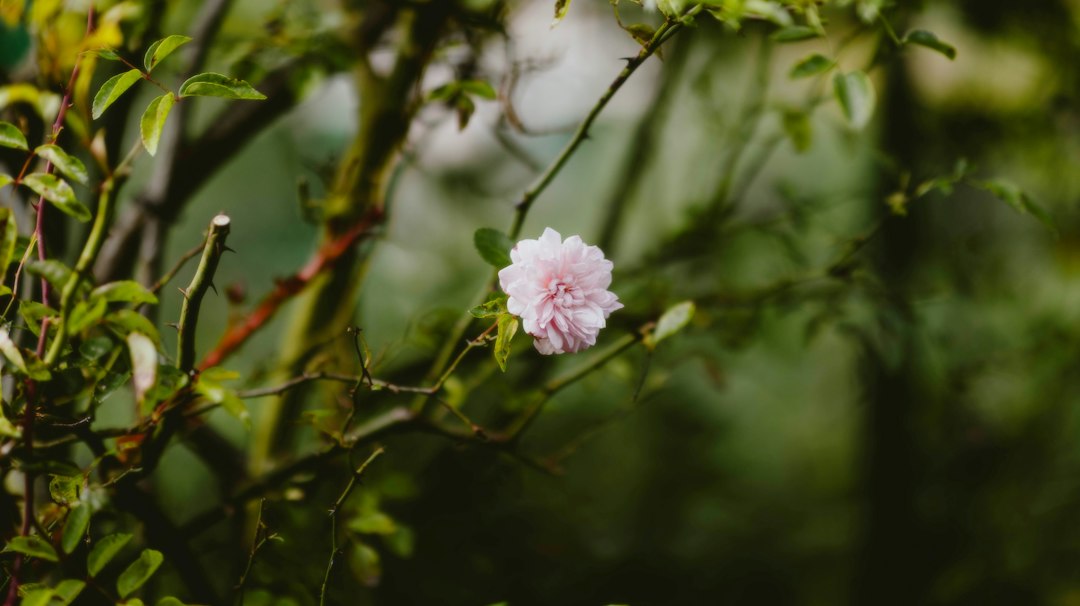 Branche en fleurs au printemps
