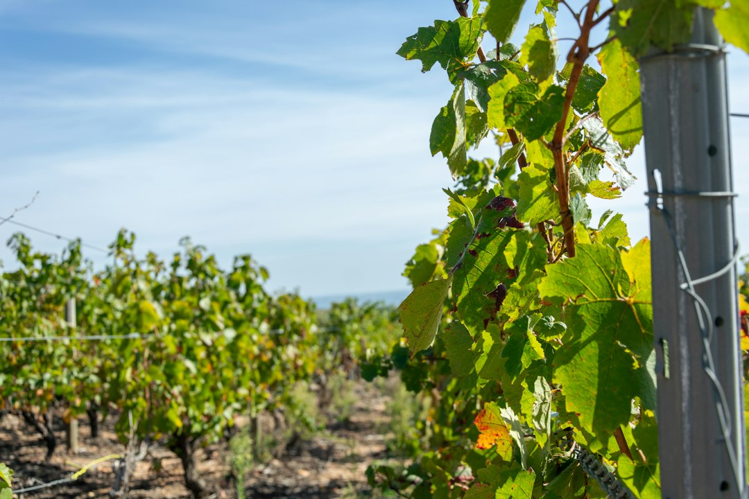 Beaujolais nouveau 2026 : pied de vigne après les vendanges